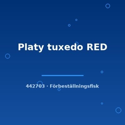 Platy tuxedo RED lg