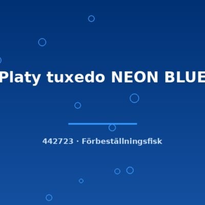 Platy tuxedo NEON BLUE lg