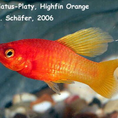 Platy variatus HAWAII HIGH FIN md-lg