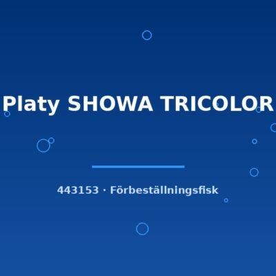 Platy SHOWA TRICOLOR lg