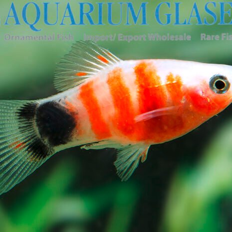 glaser-443163 glaser-443163