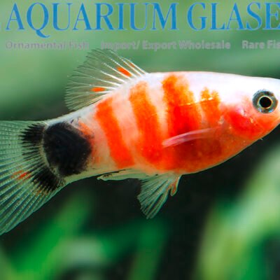 Platy MICKEY MOUSE GOLD lg