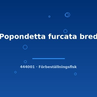 Popondetta furcata bred sm