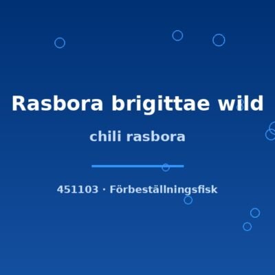 Chili rasbora (Rasbora brigittae wild) lg