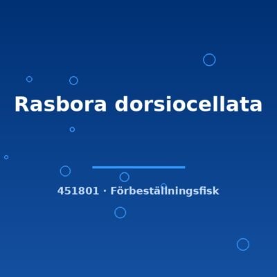 Rasbora dorsiocellata sm