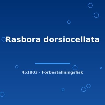 Rasbora dorsiocellata ml