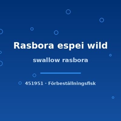 swallow rasbora sm