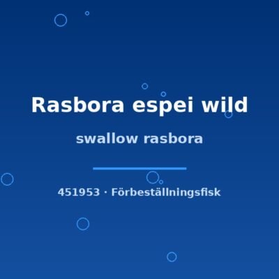 swallow rasbora md-lg