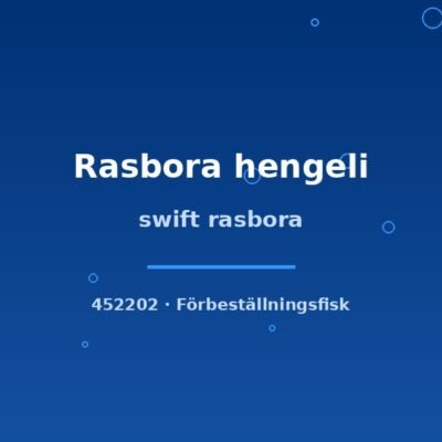 swift rasbora sm-md