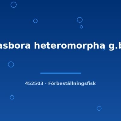 Rasbora heteromorpha g.br. md-lg