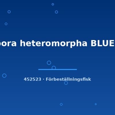 Rasbora heteromorpha BLUE g.br lg