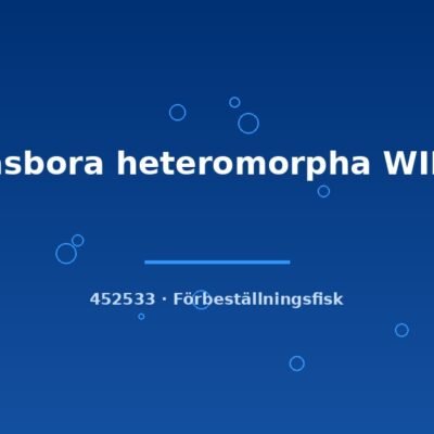 Rasbora heteromorpha WILD ml