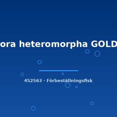 Rasbora heteromorpha GOLD g.br lg