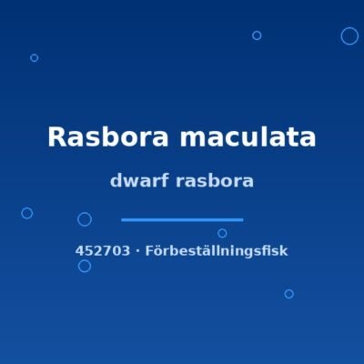 Dwarf rasbora (Rasbora maculata) md–lg