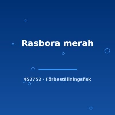 Rasbora merah md-lg