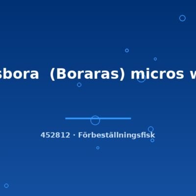 Rasbora (Boraras) micros wild md
