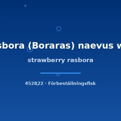 strawberry rasbora md