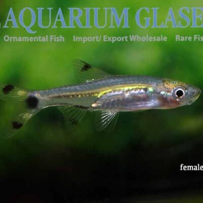 Dwarf scissotail Rasbora (Rasbora (Rasbosoma) spilocerca) sm