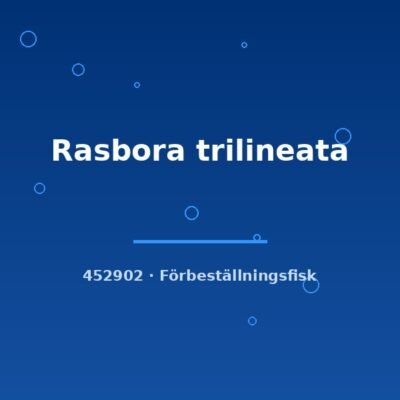 Rasbora trilineata md