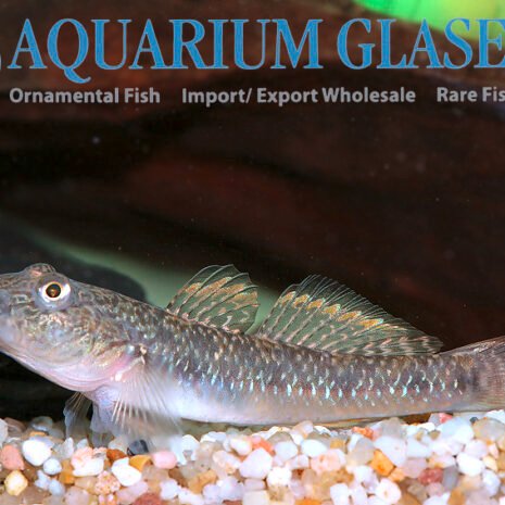 glaser-453467