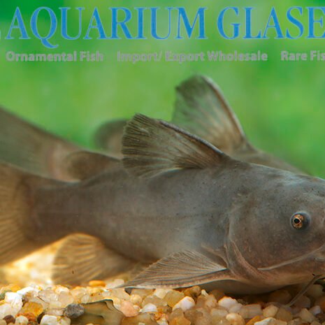 glaser-453533 glaser-453533
