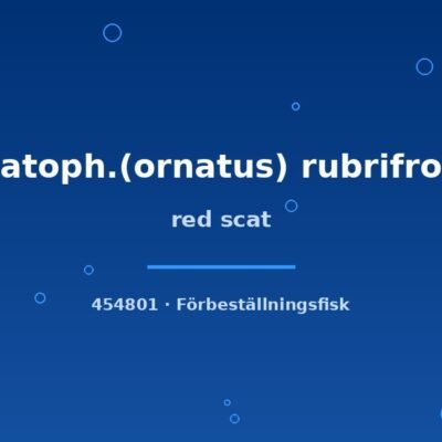 Red scat (Scatoph.(ornatus) rubrifrons) 3–4cm