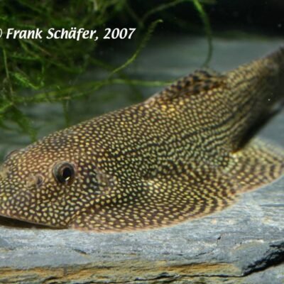 Sewellia sp.SPOTTED xlg