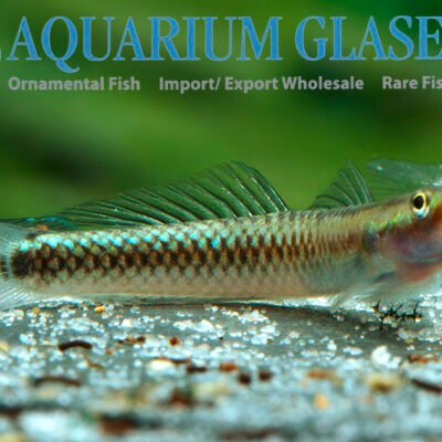 Stiphodon atropurpureus wild 3-5cm