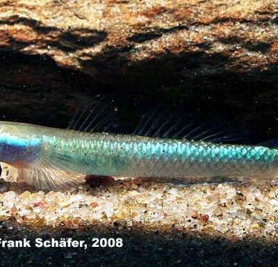 Stiphodon semoni wild 3-5cm