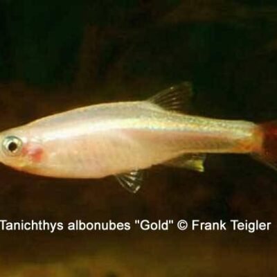 golden mountain minnow md