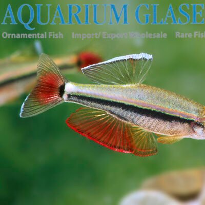 Tanichthys micagemmae wild md-lg