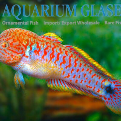 Tateurndina ocellicauda md-lg