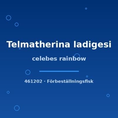 Celebes rainbow (Telmatherina ladigesi) md