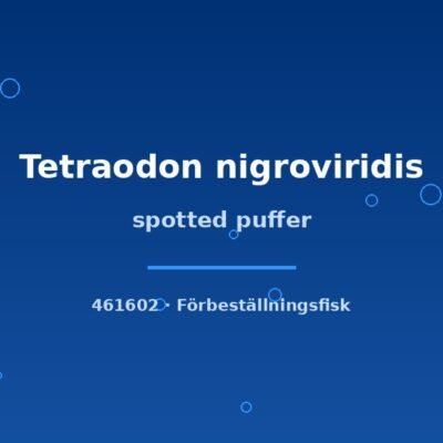 spotted puffer 3-4cm