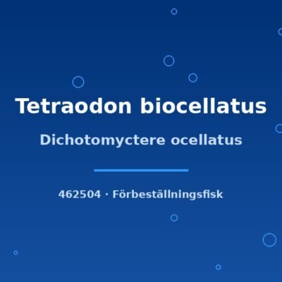 Dichotomyctere ocellatus 4-5cm