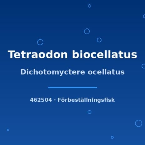 glaser-462504 Dichotomyctere ocellatus (Tetraodon biocellatus) 4–5cm