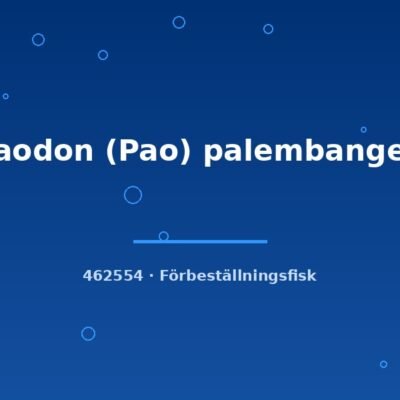 Tetraodon (Pao) palembangensis 9-12cm