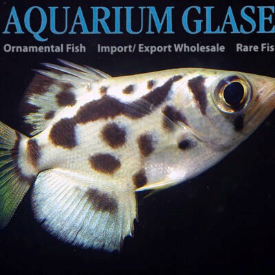 golden archer fish 4-6cm