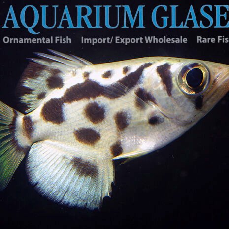 glaser-468351