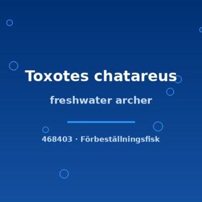 freshwater archer 7-9cm