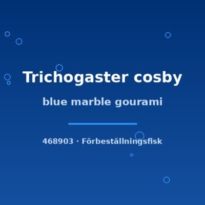 Blue marble gourami (Trichogaster cosby) 4–6cm