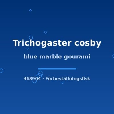 Blue marble gourami (Trichogaster cosby) 5–7cm