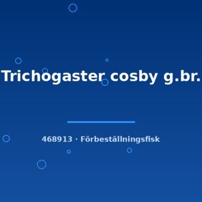 Trichogaster cosby g.br. 4-6cm