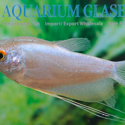 moonshine gourami 5-7cm