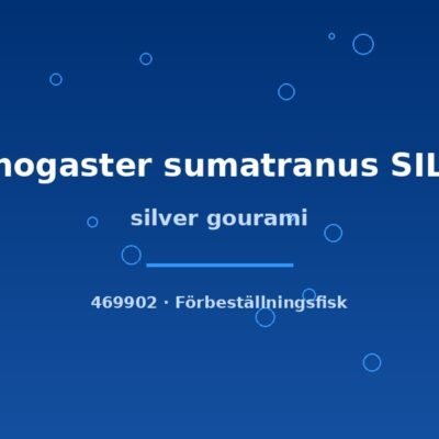 silver gourami 3-5cm