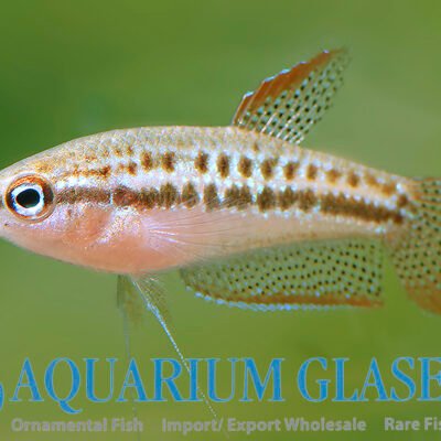 sparkling gourami lg