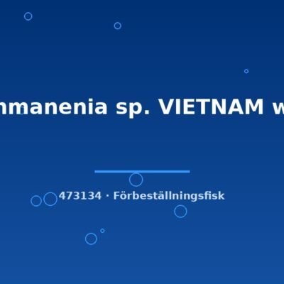 Vanmanenia sp. VIETNAM wild 8-10cm