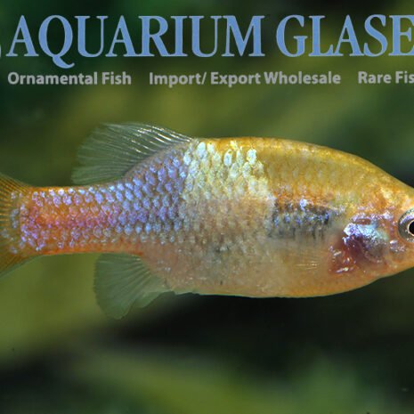 glaser-476513