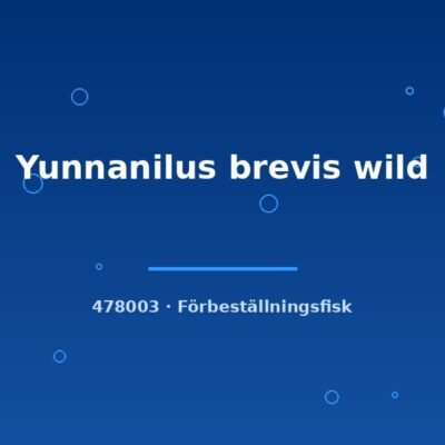 Yunnanilus brevis wild 3-5cm