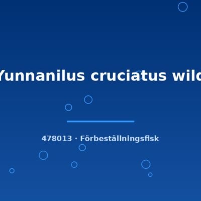 Yunnanilus cruciatus wild 2cm